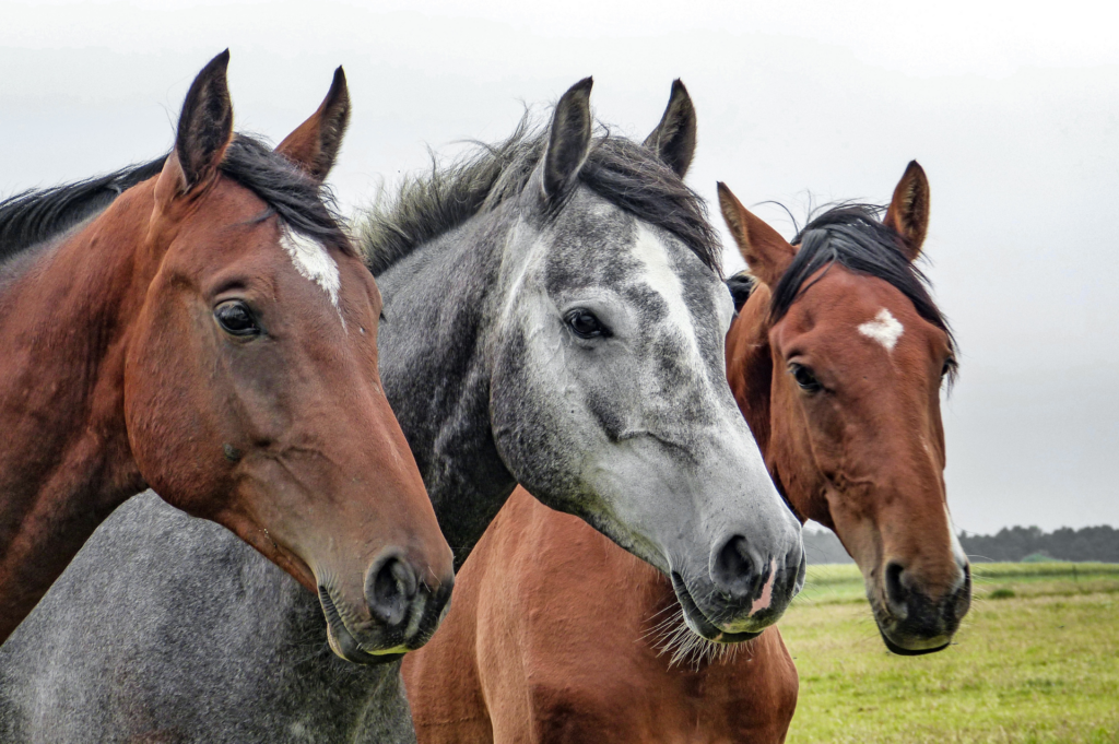 3 chevaux