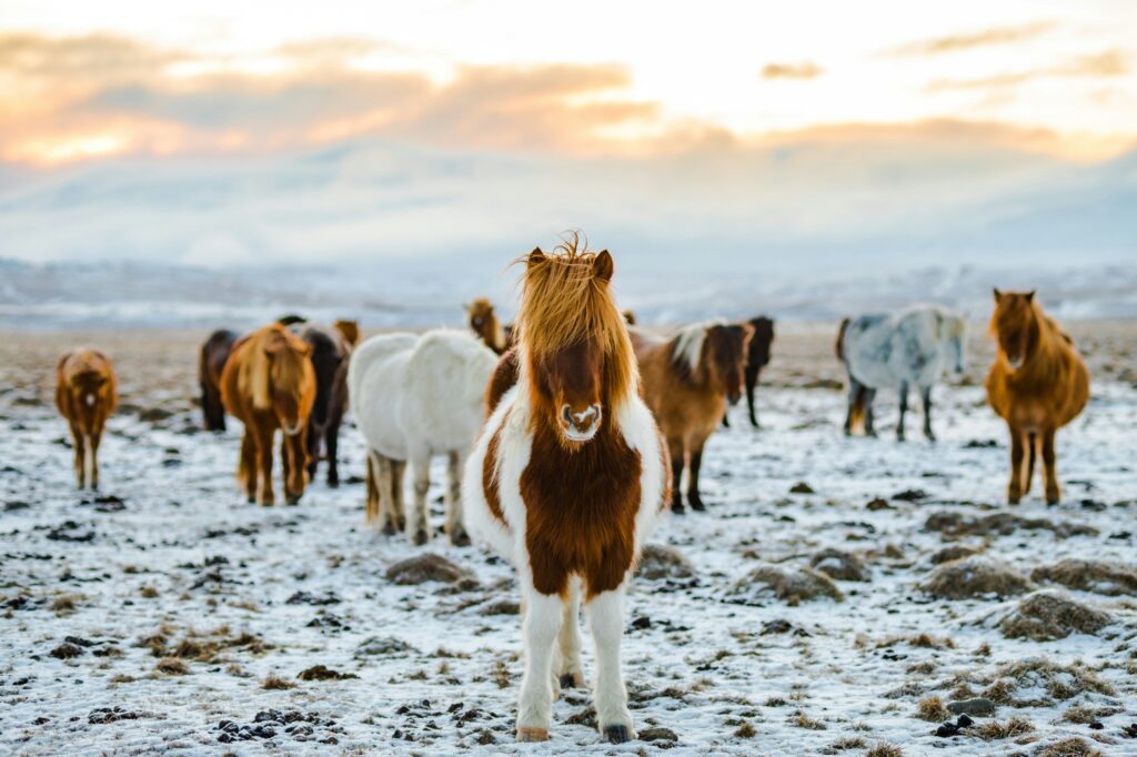 découvrez tout sur le nom du cheval : significations, origines et plus encore