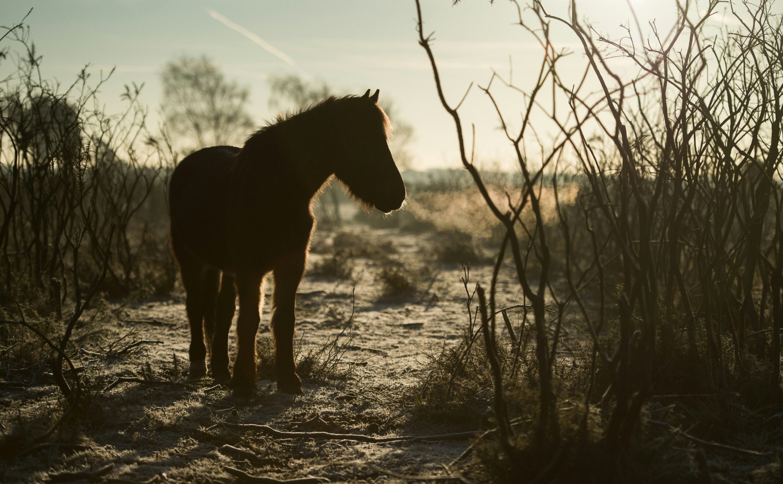 découvrez tout sur le nom du cheval et trouvez des idées créatives pour nommer votre cheval dans notre guide complet sur le nom du cheval. que vous recherchiez un nom pour votre cheval de course, votre cheval de saut d'obstacles ou tout simplement un compagnon fidèle, nous avons toutes les inspirations dont vous avez besoin.